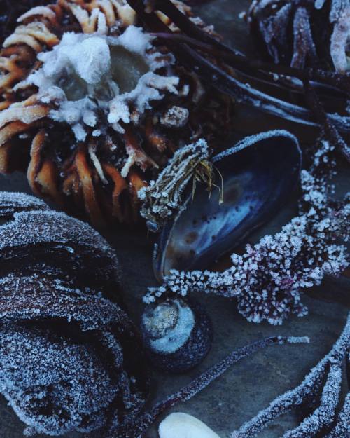 Frozen sea flotsam ❄️ Happy Sunday friends. I am still working on the next newsletter to be released