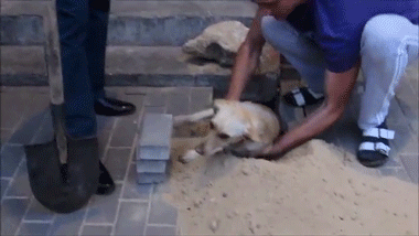 chrysalislovehouse:  fkaloverrtits:  bongtokingprincess:  sizvideos:  This guy heard barking from under the ground, and found a dog buried alive (Video)  OMG 😭😭😭  Poor baby 😩  The fuck! 