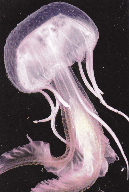 plant-scans:Jellyfish, BermudaLife on Earth, David Attenborough 1979