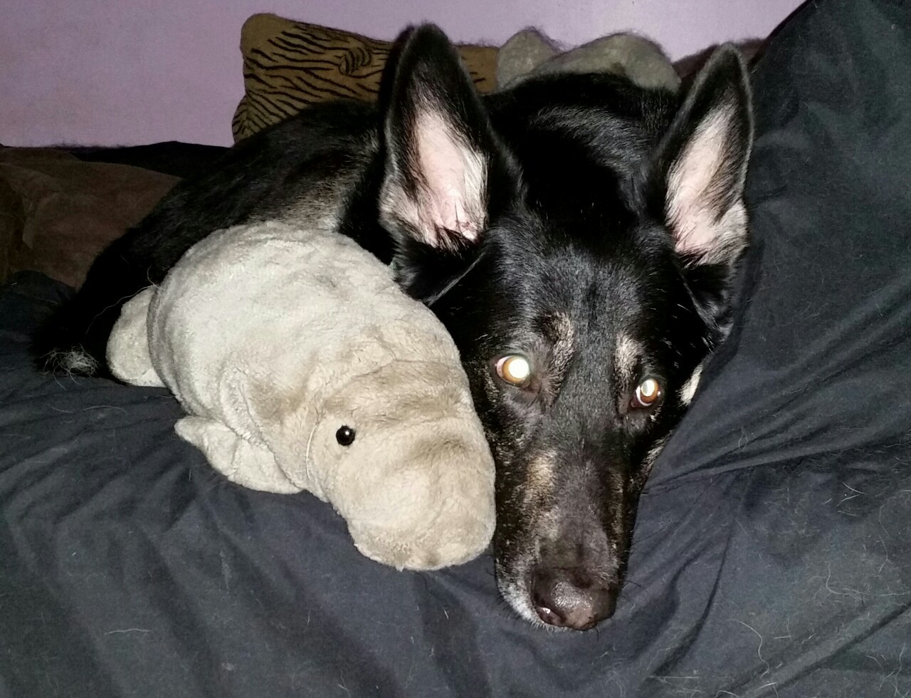 Vincent hanging out with my stuffed manatee, Hugh
