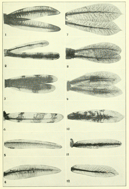 nemfrog:“Tracheal gills of Zygoptera (damselfy) nymphs.” Guide to the insects of Connecticut.  Part 