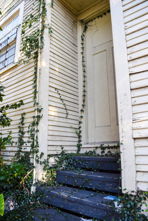 Garden District growth. New Orleans, Louisiana. March 2016.・For optimal photo quality, view the gall