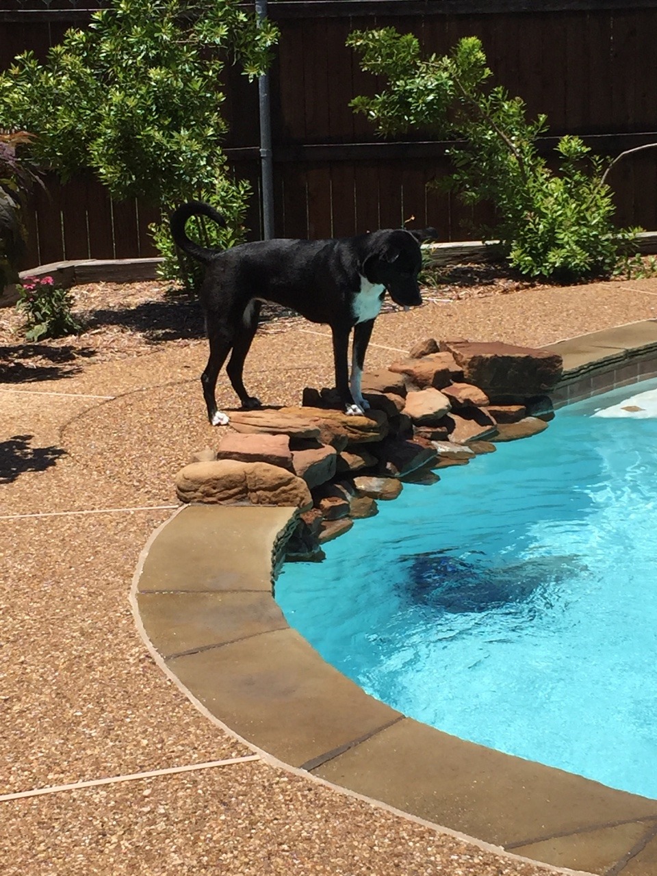 handsomedogs:  Mia loves chasing the Polaris around. She just learned how to swim
