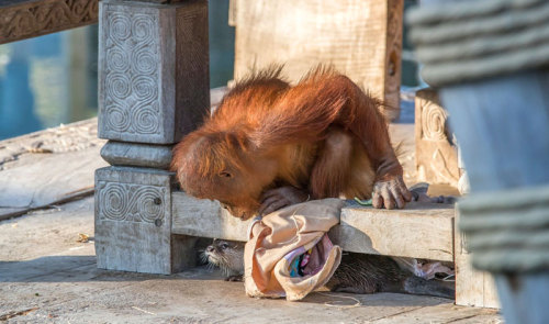 awesome-picz:    Orangutans Befriend Otters That Often Swim Through Their Enclosure
