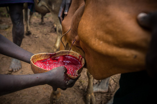 Like the other Omo Valley tribes and Massia, the Surma will use the milk and blood from the cow. Dur