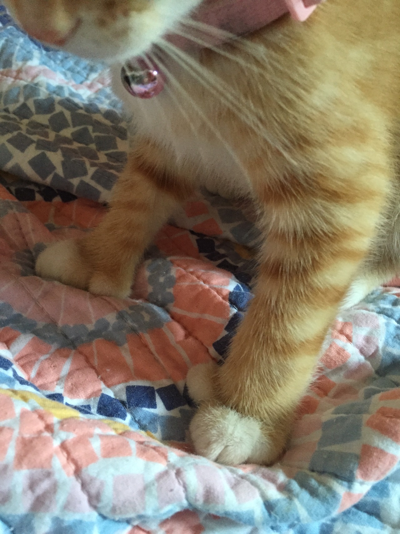 baileef:  today’s update on rosies paws: still cute and thumb like 