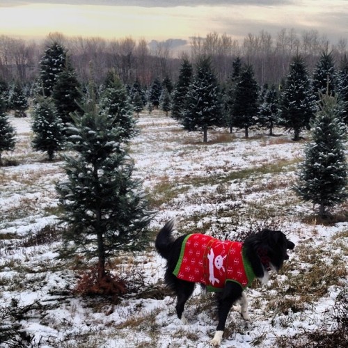 instagram:  Hunting for the Perfect Christmas Tree    Want to see photos and videos of amazing Christmas trees from around the world? Be sure to visit the Parque Lagoa Rodrigo de Freitas, Trafalgar Square, Vilnius,  Hansaplatz and 30 Rockefeller Plaza