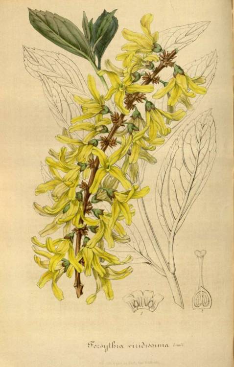 scientificillustration:  Forsythia viridissima Lindl. Houtte, L. van, Flore des serres et des jardin de l’Europe, vol. 3: fasicle 8, p. 261, t. 9 (1847) 