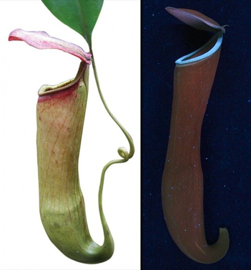 nybg:  Glowing plants? It’s not uncommon for bioluminescence to appear in deep sea fish, some insects, and even fungus, but these pitcher plants are playing a whole different ballgame. Rather than producing light in the human-visible spectrum—often