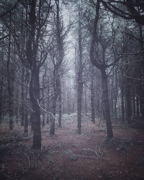 Where the dark fairies live ◇ • • • • • ~~~~~~~~~~~~~~~~~~~~~~~~~~ #forest #moodynature #canadiancre