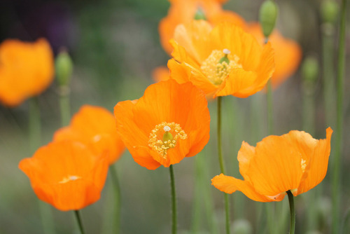 glamprincess:  Welsh Poppies, Windy Day 2 by Jim_Higham on Flickr. 