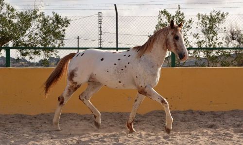 scarlettjane22:  SEMENTAL  APPALOOSA www.yeguadachando.com/