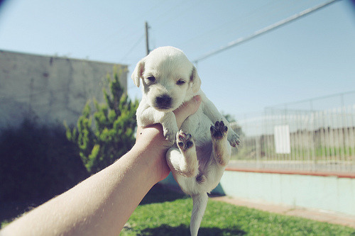 thebabyanimals:  beautiful blog full of baby animals!