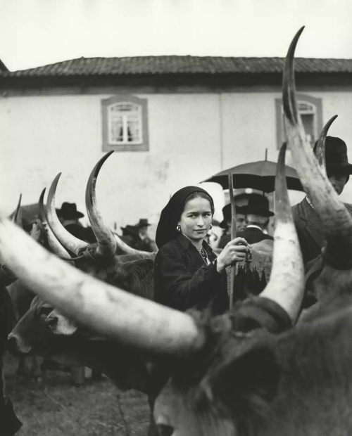 karrova:Girl with Oxen, Portugal, 1952Ormond Gigli, American, b. 1925