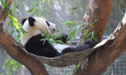 giantpandaphotos:  Xiao Liwu in his hammock
