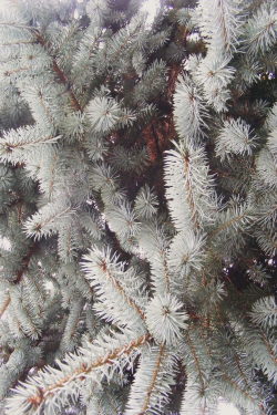 expressions-of-nature:  Silver Tree. by: Harry Renton