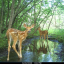 deergirl56