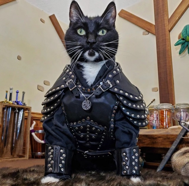 Cat Cosplay of the Feline variety. 2023