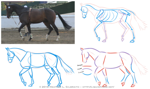 rheallart:– Horse Drawing Tips – Hello, all! I thought I’d put this together to try and give peopl