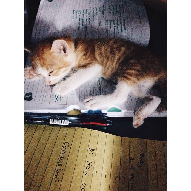 youknees:  Zimba be like, “Me loves paper. Me sleeps on it.” Hahahaha good luck