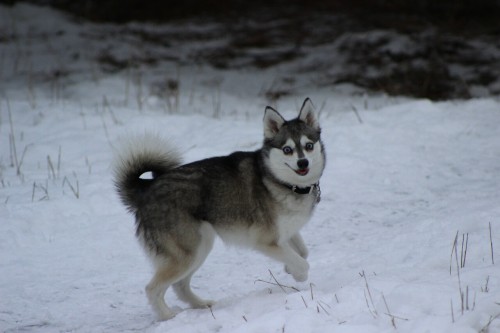 Zephyr gets so excited when there is snow!