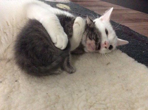 catsbeaversandducks:  Benny The Surrogate Cat Dad Benny gets the most joy when his human mom brings home rescued kittens, so he can help look after them and show them the same love that he received when he was rescued. Whenever Ellen brings home an