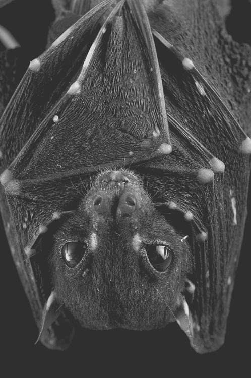 creepykinaesthetics:  Bat/bat demon kin aesthetic requested by many. 
