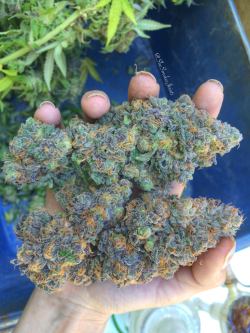 shesmokesjoints:  My phone is full of hidden gems I’ve forgotten about 🙈 Durple is so beautiful at harvest ^_^ 