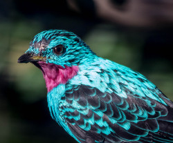 phoenix7337:fat-birds:sdzoo:Spangled Cotinga by craigchaddockgreat name, great colorsbanajaanh