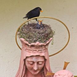 wtxch:Nesting in the crown of Mary at St. Ottilien Archabbey, Oberbayern, Germany.