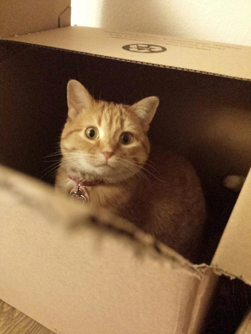 In this photo:tillydiekatze