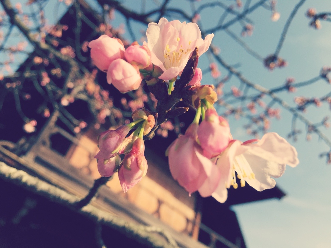 kechooooo:  京都お写真