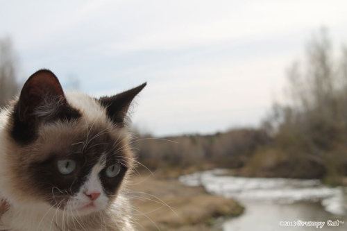 tardthegrumpycat:  The Daily Grump | February 18, 2013 Share the Grump! You can get 15% off all of our Grumpy Cat merchandise on Zazzle today with the code PREZWKNDSALE! Grumpy Cat Stuff 
