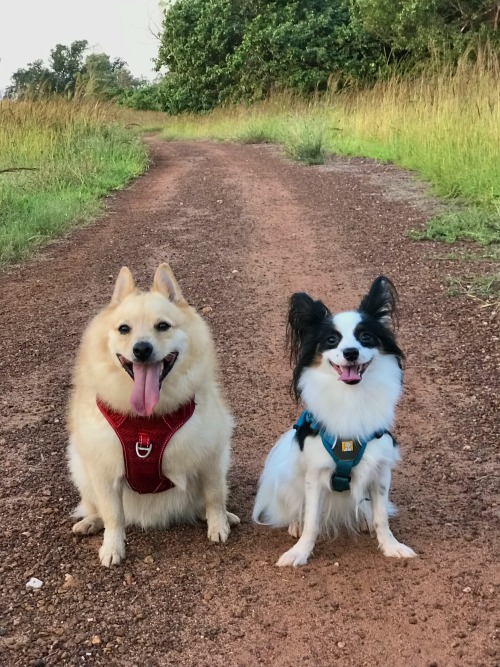 Bushwalking pals