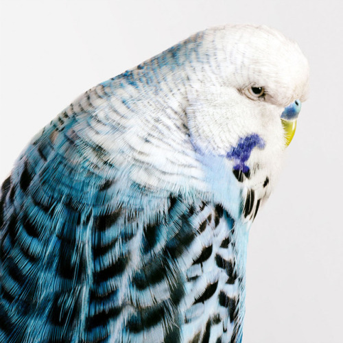 circulargoat:culturenlifestyle:Expressive Bird Portraits That Give Us a Glimpse of Their Colorful Pe