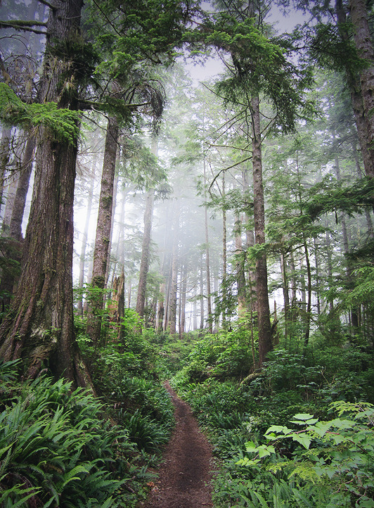 cuiledhwen:the everforest. by etheraiel