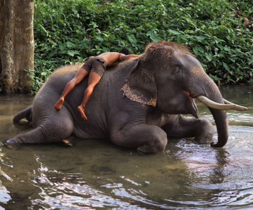 awkwardsituationist:i want an elephant for a best friend. photo steve mccurry. chiang mai, thailand.