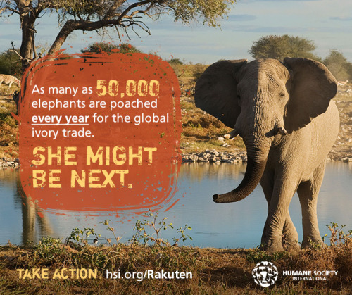 death-is-only-everlasting:thehappysorceress:Jewelry. Carvings. Symbols of wealth and status. Health tonics. Every day, elephants and rhinos are being slaughtered in gruesome ways by poachers greedy for the animals’ tusks and horns used to make ivory