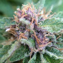 weedporndaily:  Here’s a closer look at the #PurpleDiesel by valleyrec420