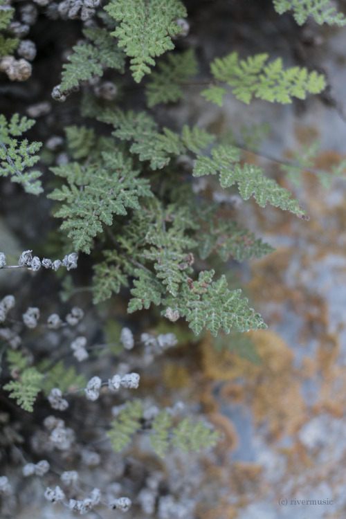 Shade-loving ferns and lichens on limestone, Montanariverwindphotography, June 2017