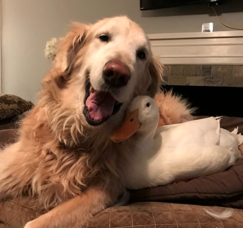 d20-darling: catsbeaversandducks: Rudy The Duck And Barclay The Dog Photos by DucksMakeGreatPets @ro