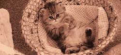 thebabyanimals:  beautiful blog full of baby animals!