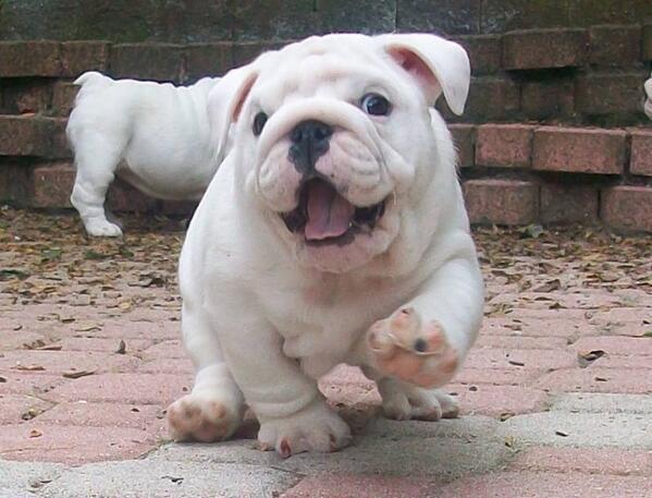 babyanimalgifs