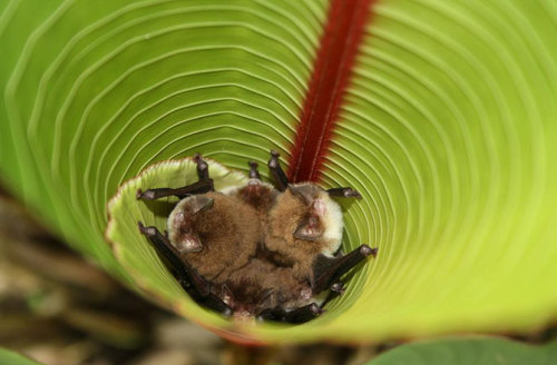 discoverynews:  Bat Rocks Out in Speaker-Like Roost A clever bat has discovered that certain leaves function like a speaker system, since the leaves help to transmit, amplify and modify sound, according to a new study. Read more