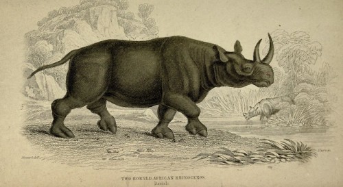 wapiti3: The naturalist’s library. (Mammals)  By Jardine, William, Sir, 1800-1874   