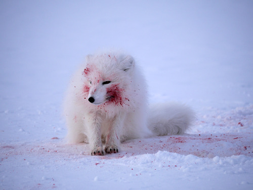 tangledwing:An arctic fox after a feast of baby seal in Trold Fiord. (Photo: Kyle O’Donoghue)