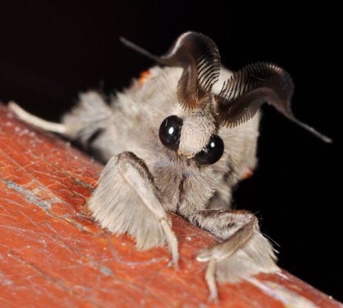 thatscienceguy: The Venezuelan Poodle Moth was only recently discovered and identified as a species 