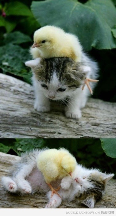 ptarmigans:amazingpawsnclaws:Clever words are not needed for something so cute:This photoset, staged