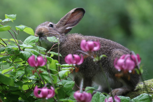 michaelnordeman:Mountain hare/skogshare.