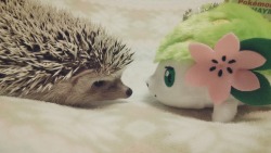 Readinghedgehog:  プスケのなきごえ！効果は今一つ。。。 シエイミのメロメロ！効果はバツグン！